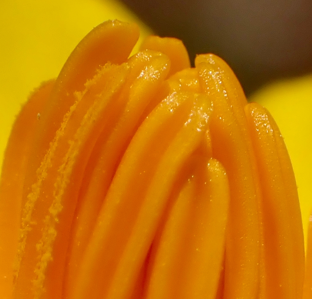 Eschscholzia californica