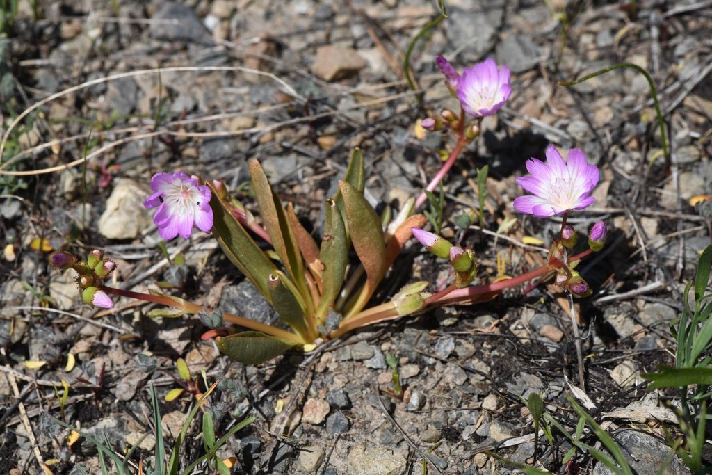 Lewisia stebbinsii