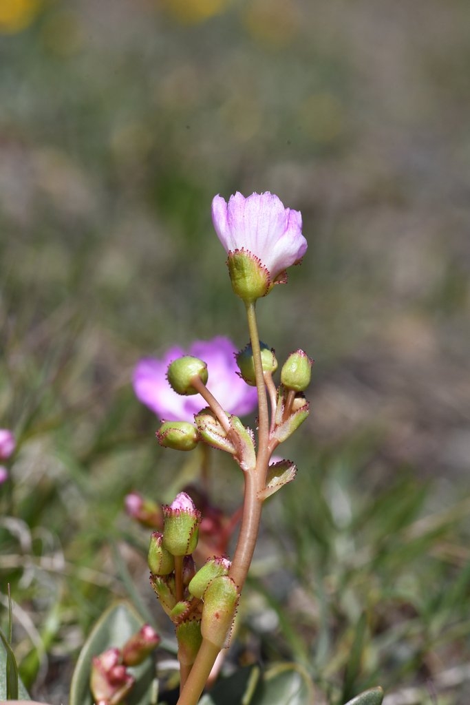 Lewisia stebbinsii