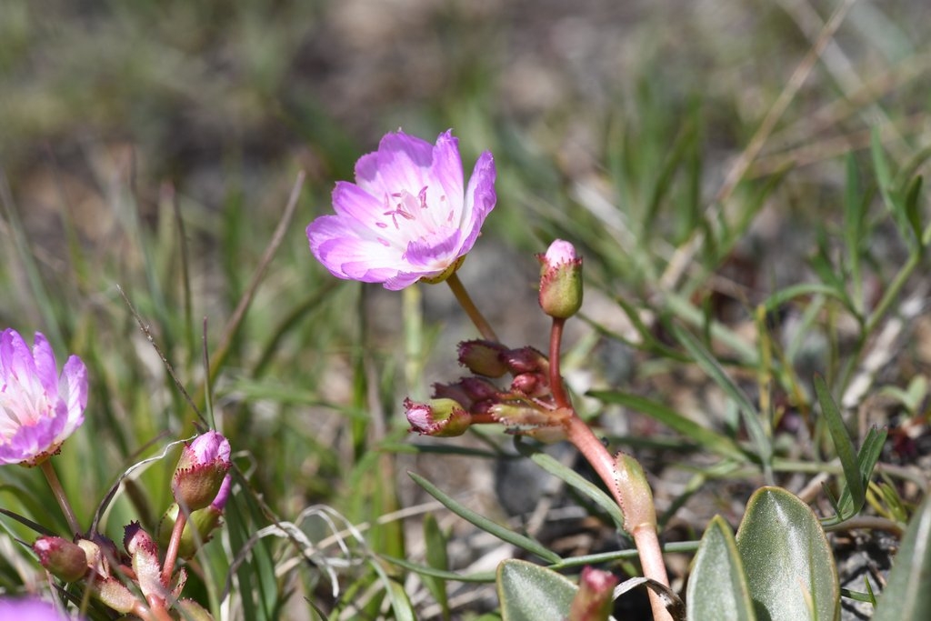 Lewisia stebbinsii