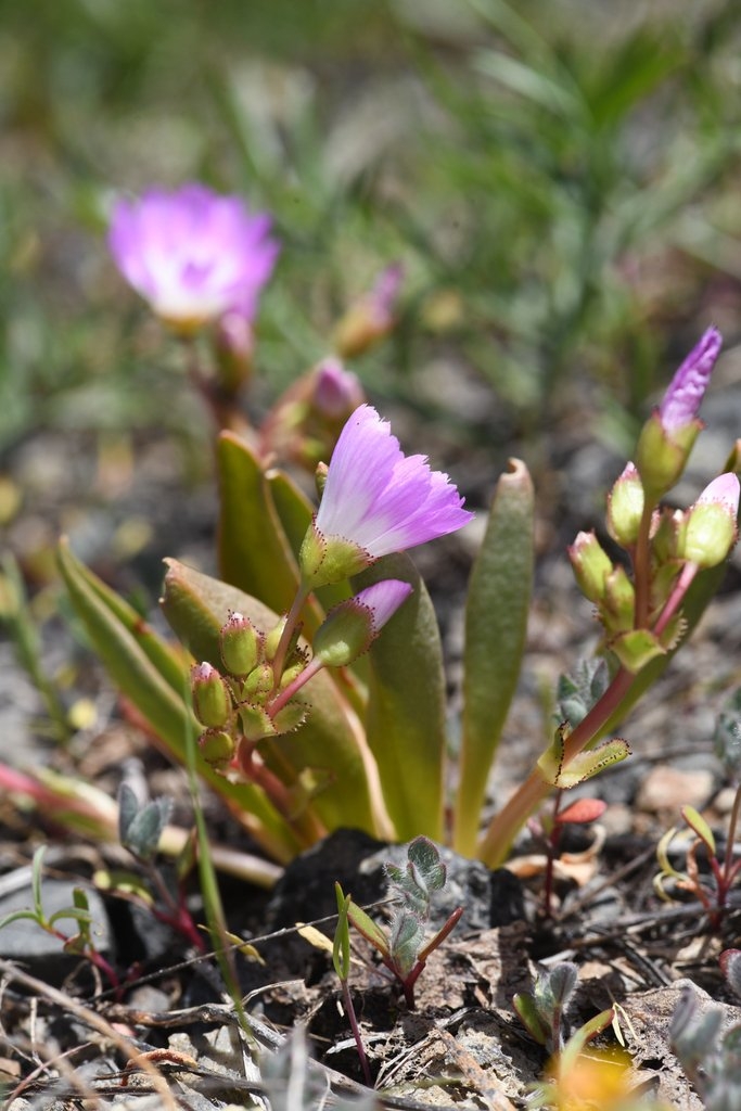 Lewisia stebbinsii