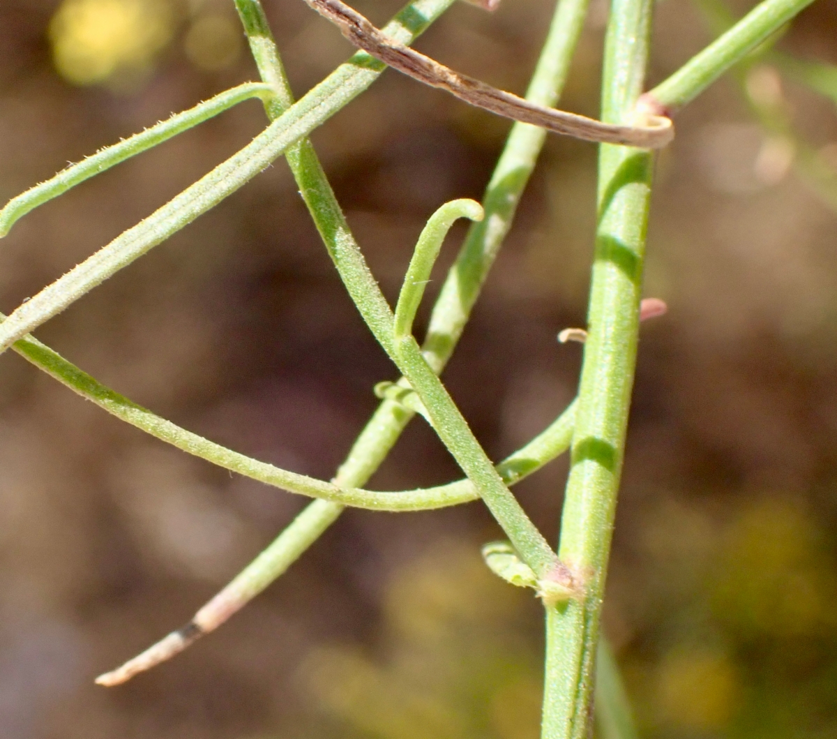 Gutierrezia californica