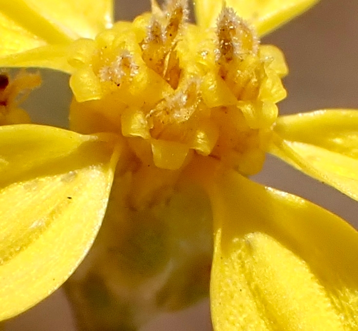 Gutierrezia californica