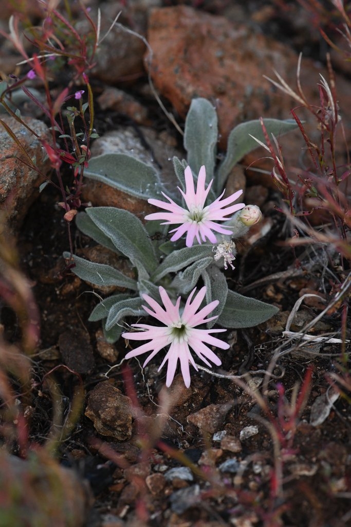 Silene hookeri