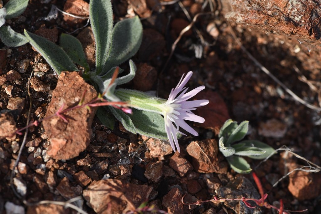 Silene hookeri