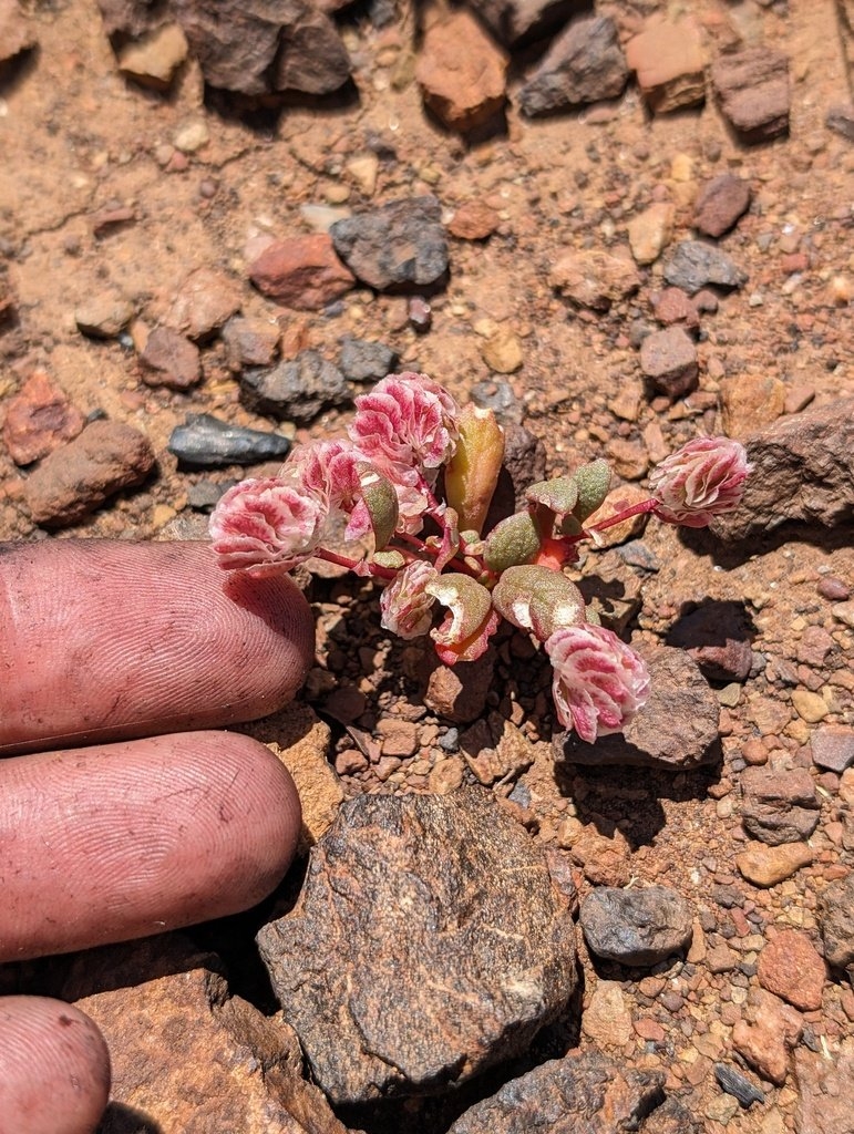 Calyptridium quadripetalum