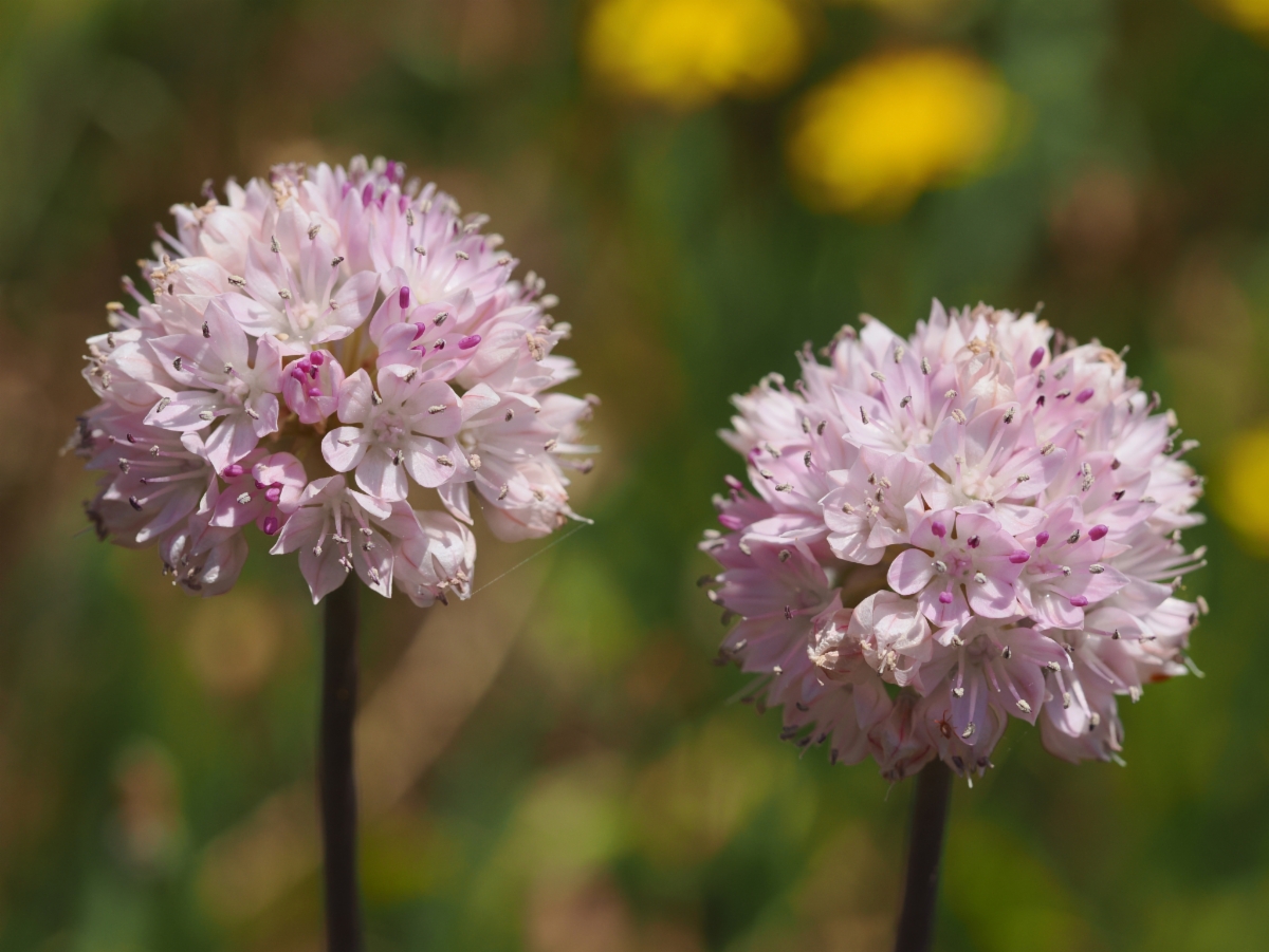 Allium amplectens