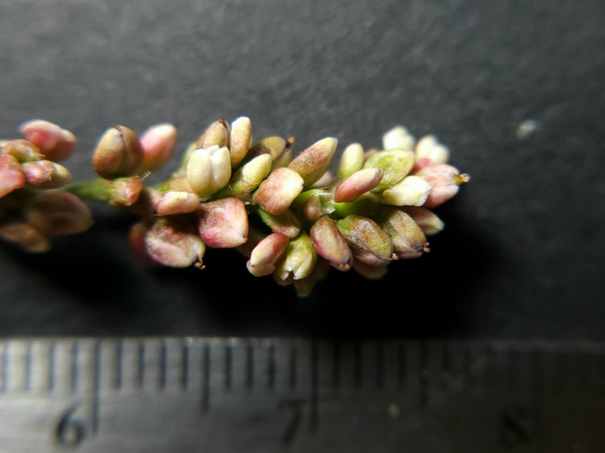 Persicaria hydropiperoides