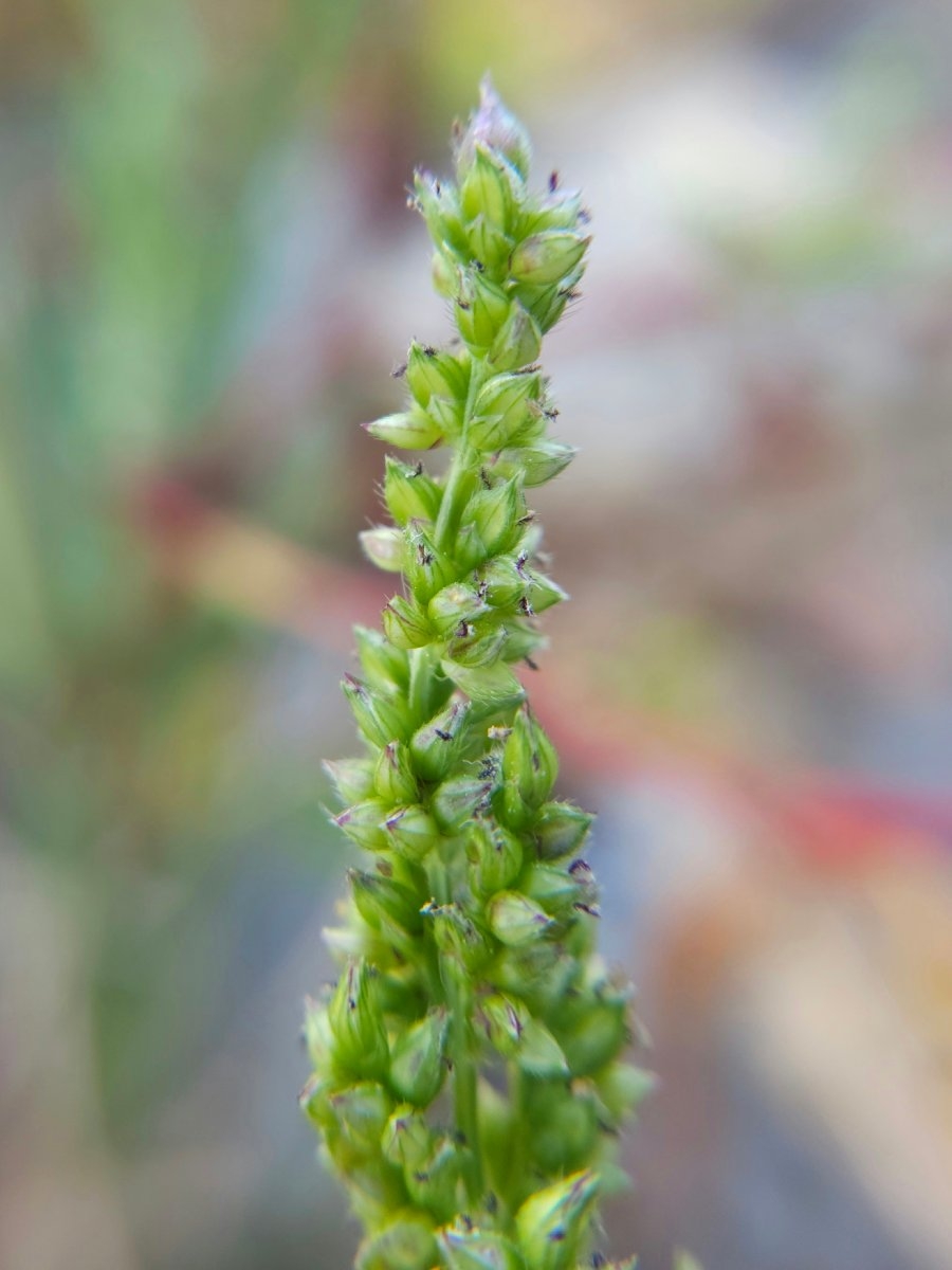 Echinochloa crus-galli