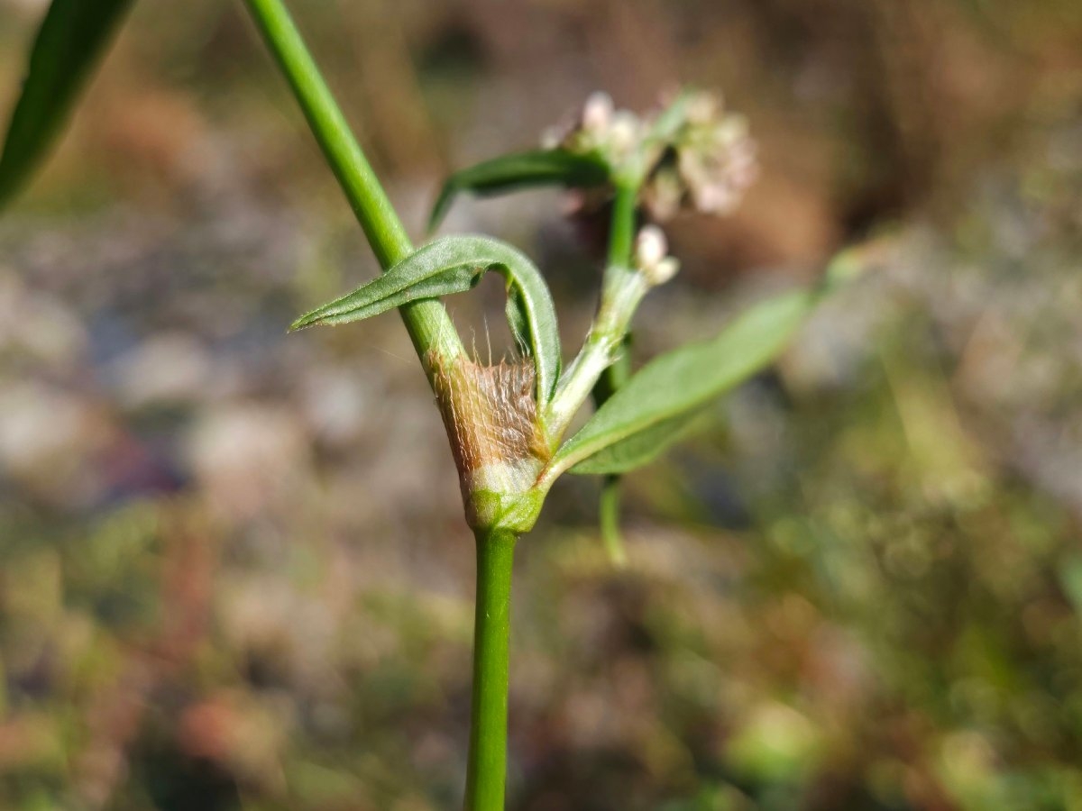 Persicaria hydropiperoides