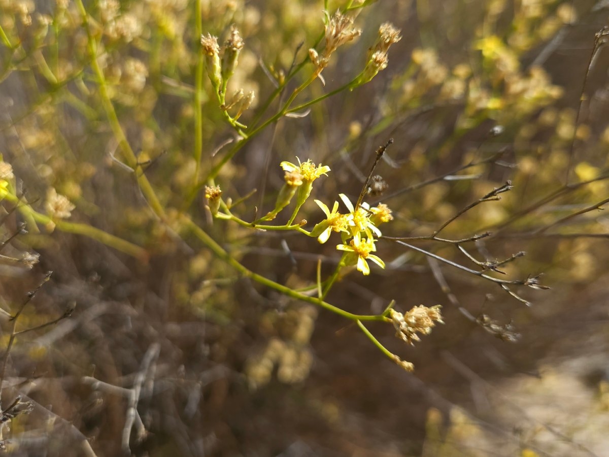 Gutierrezia californica