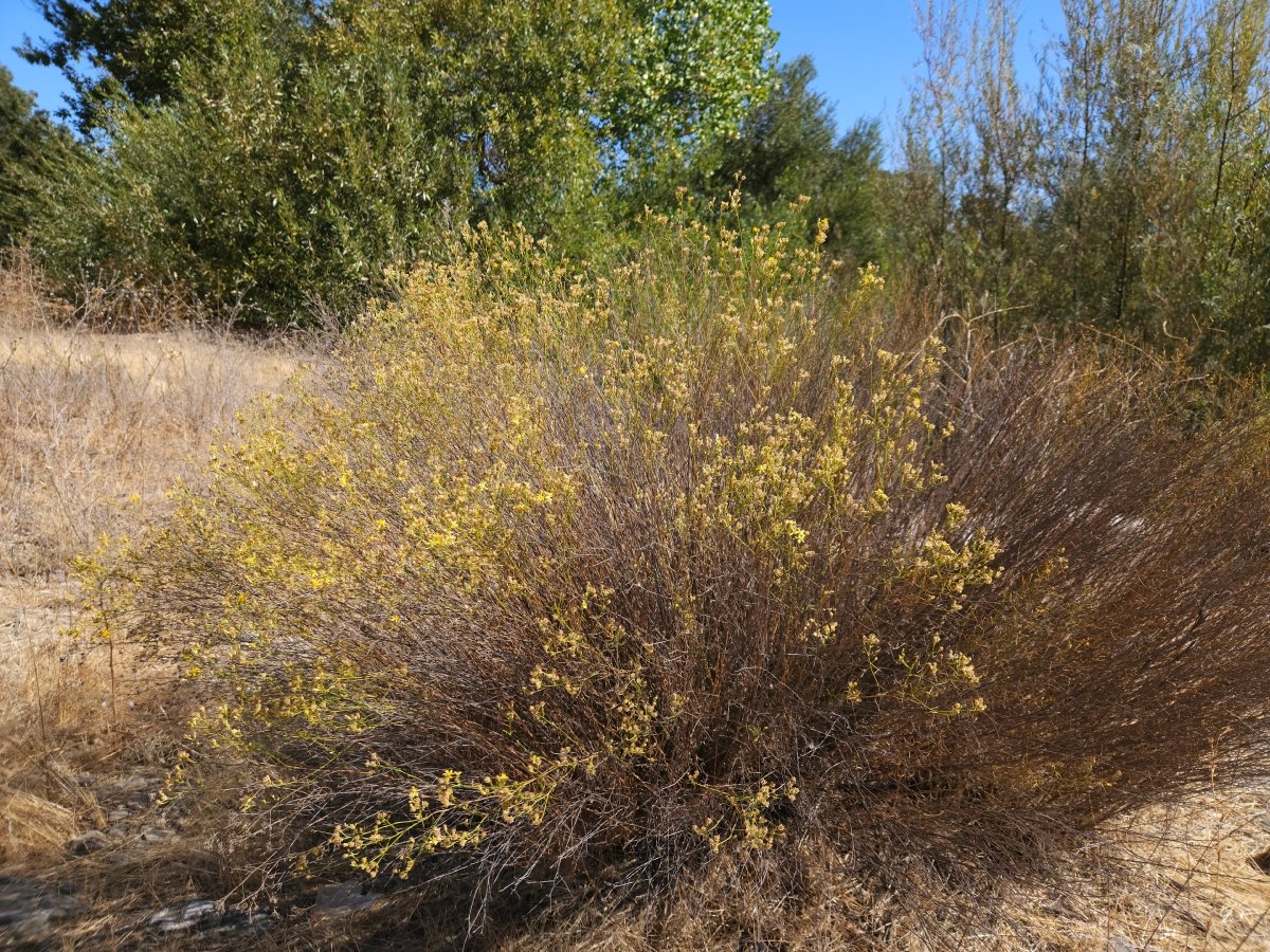 Gutierrezia californica