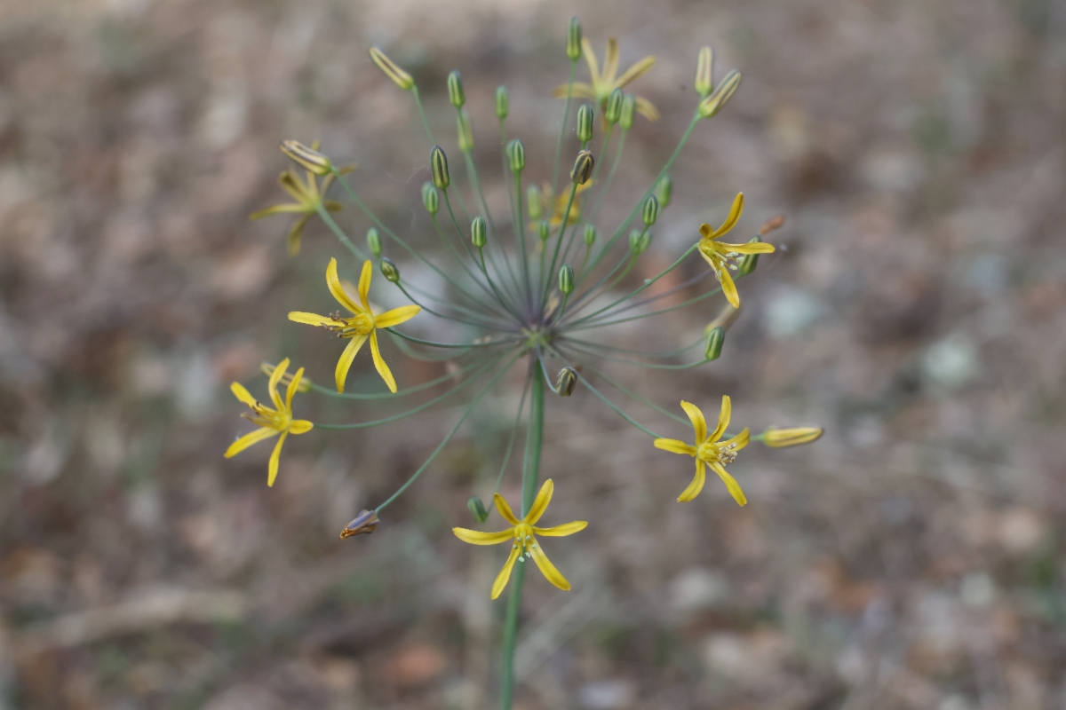 Bloomeria crocea var. aurea