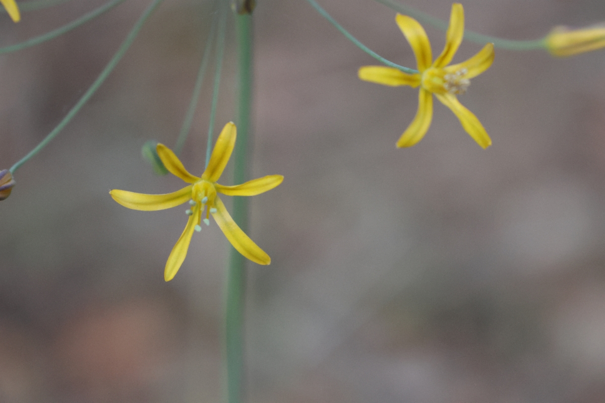 Bloomeria crocea var. aurea