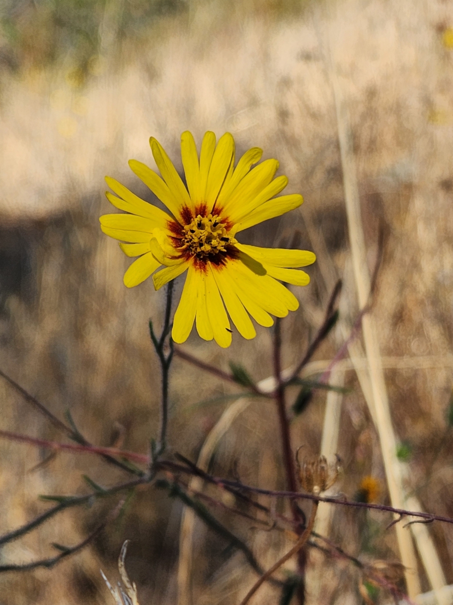 Madia elegans