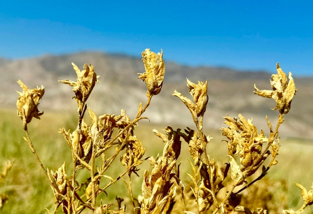 Chloropyron maritimum ssp. canescens