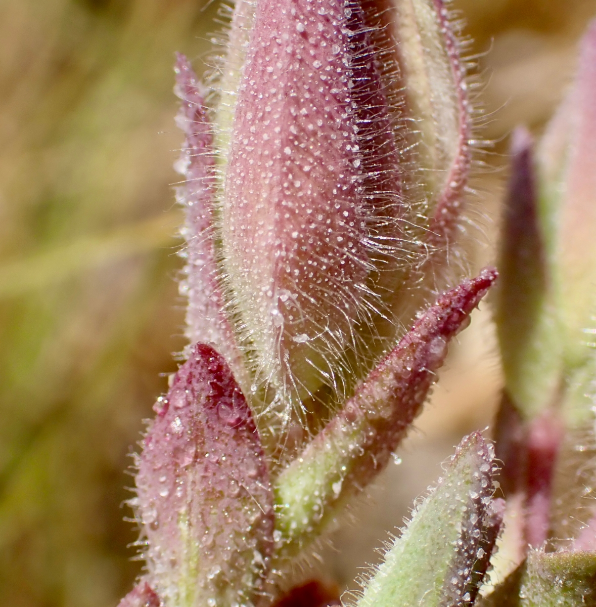 Chloropyron maritimum ssp. canescens