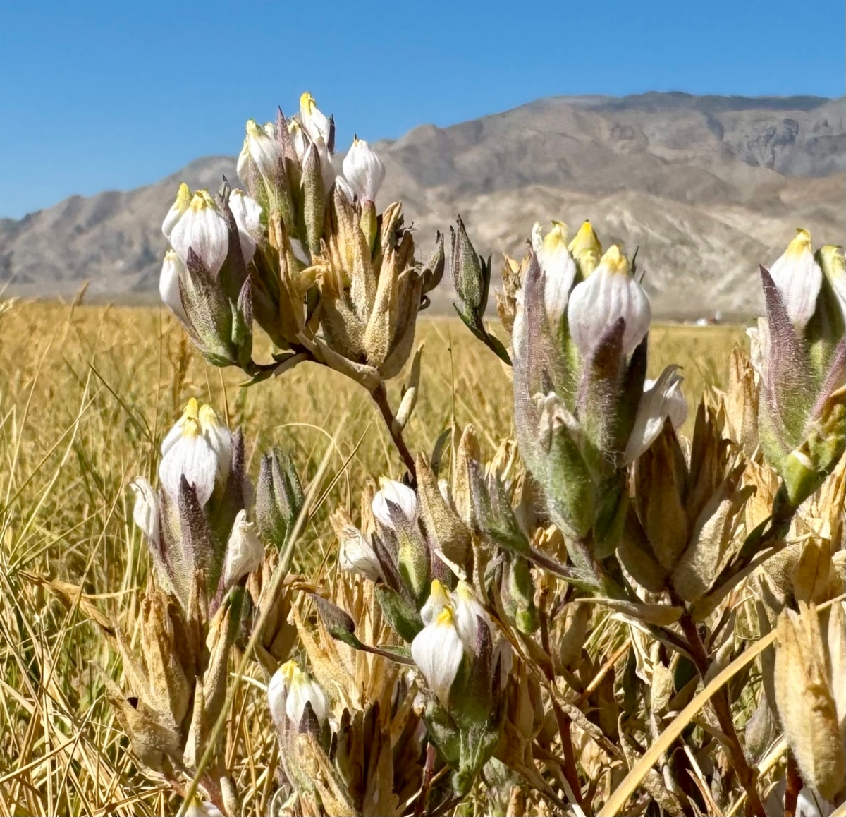 Chloropyron maritimum ssp. canescens