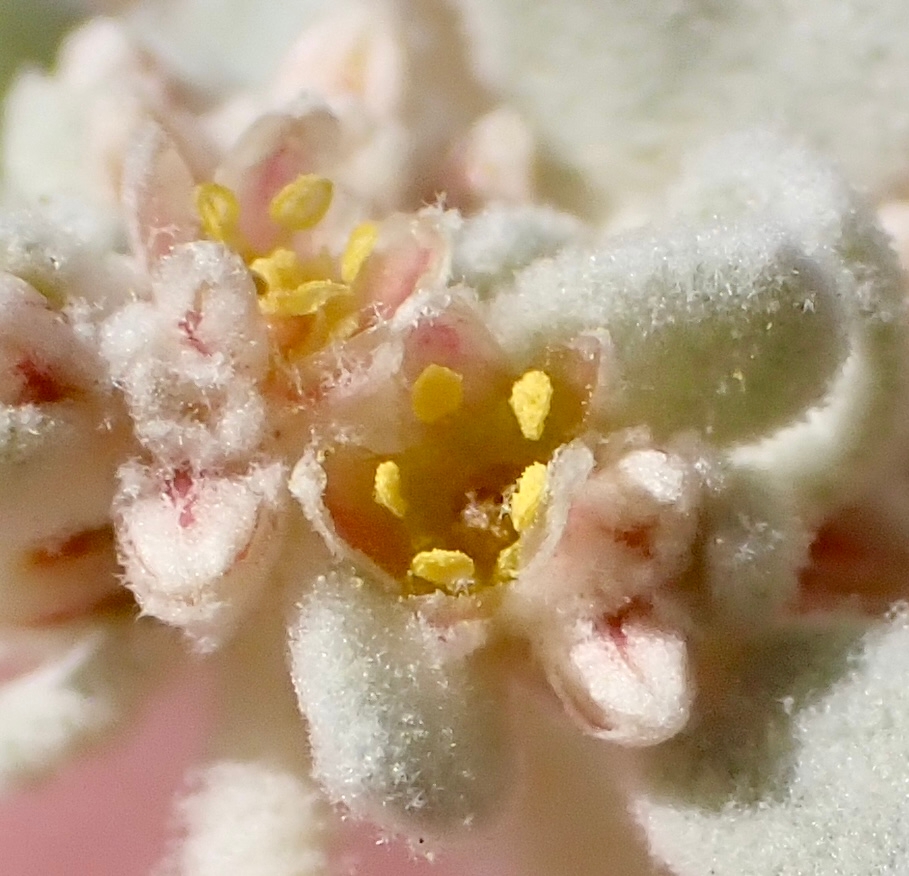 Tidestromia suffruticosa var. oblongifolia