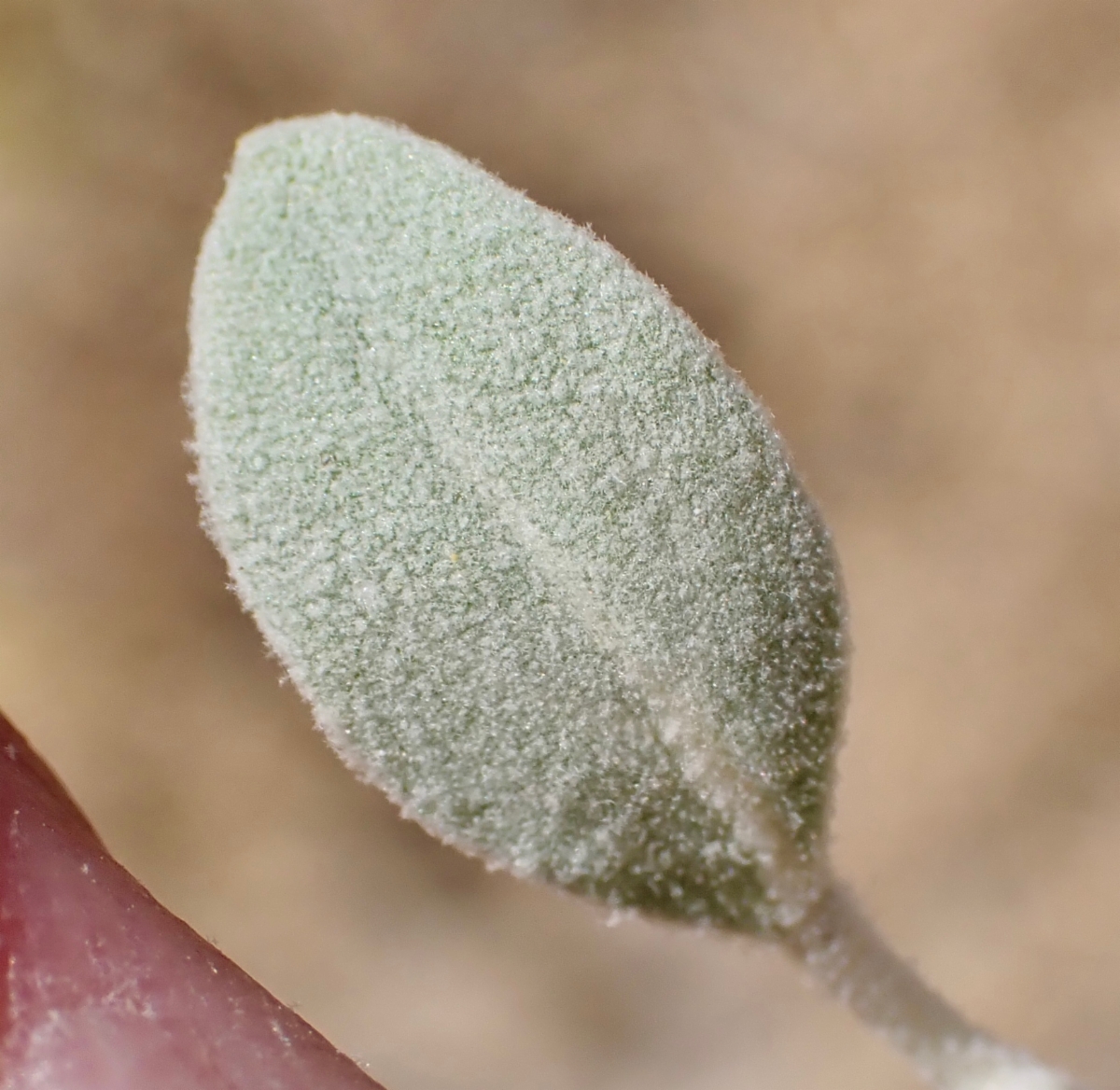 Tidestromia suffruticosa var. oblongifolia