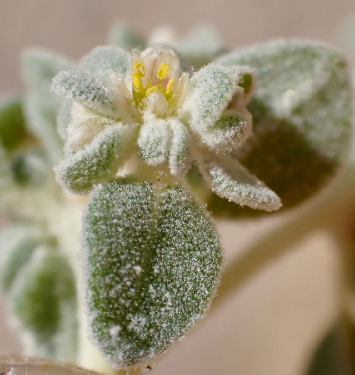 Tidestromia suffruticosa var. oblongifolia