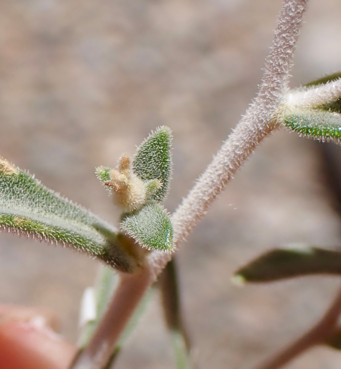 Mentzelia oreophila