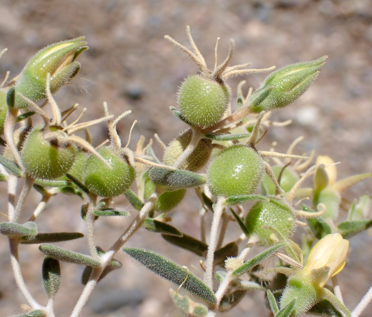 Mentzelia oreophila