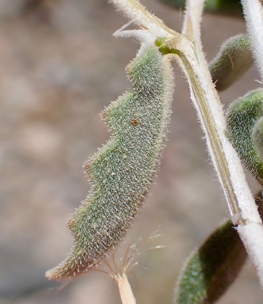 Mentzelia oreophila