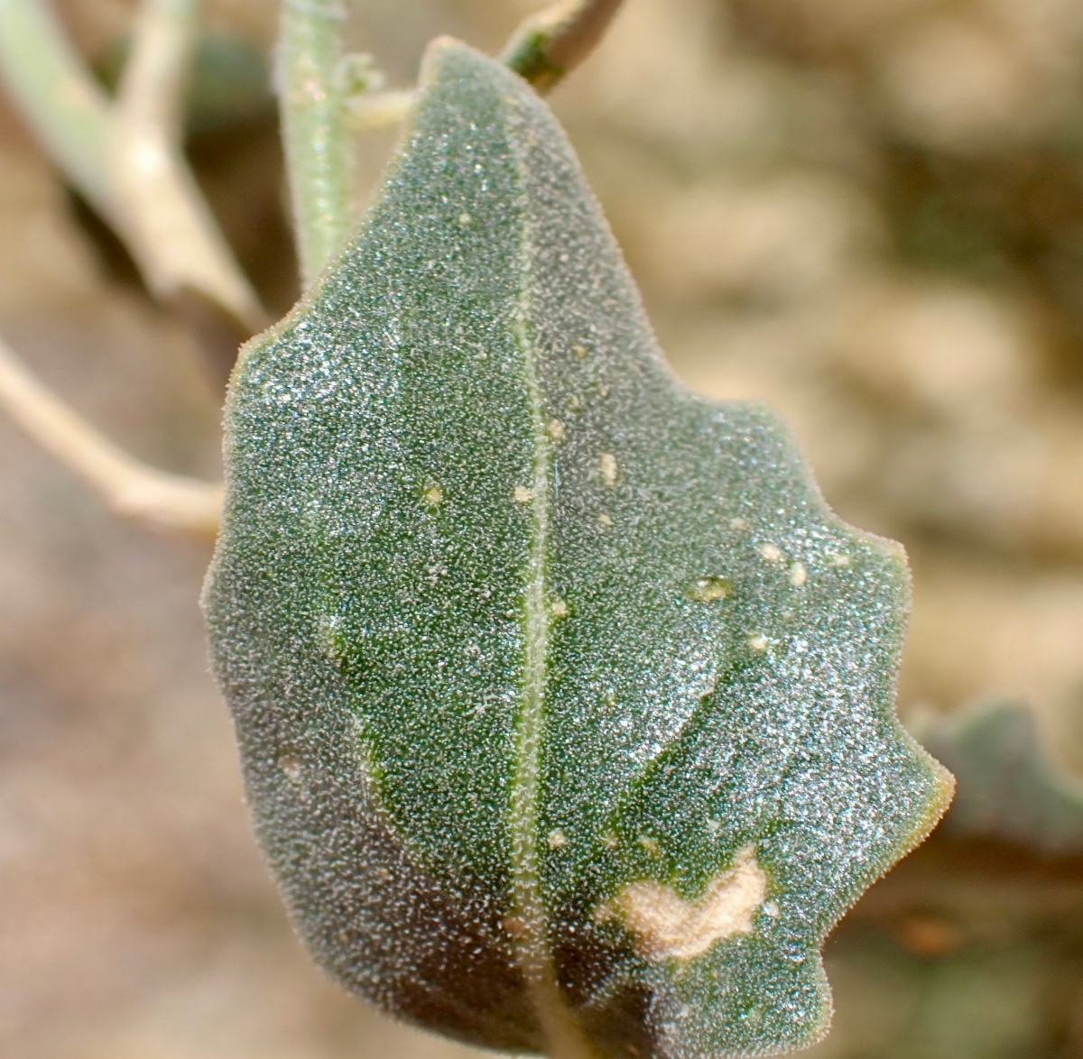 Petalonyx nitidus