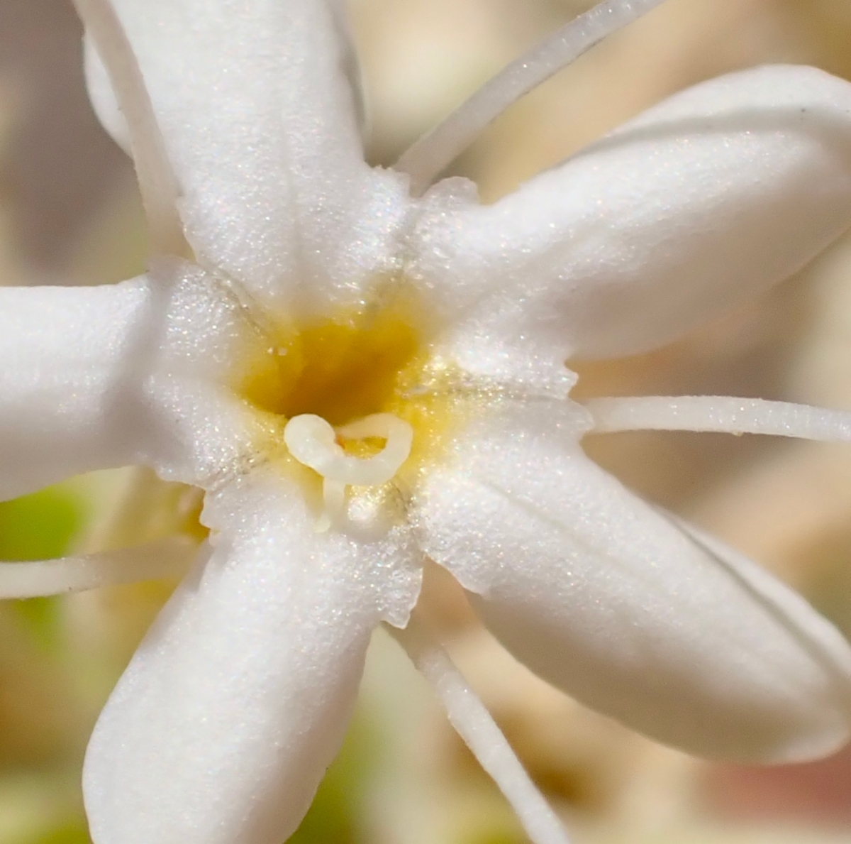 Petalonyx nitidus