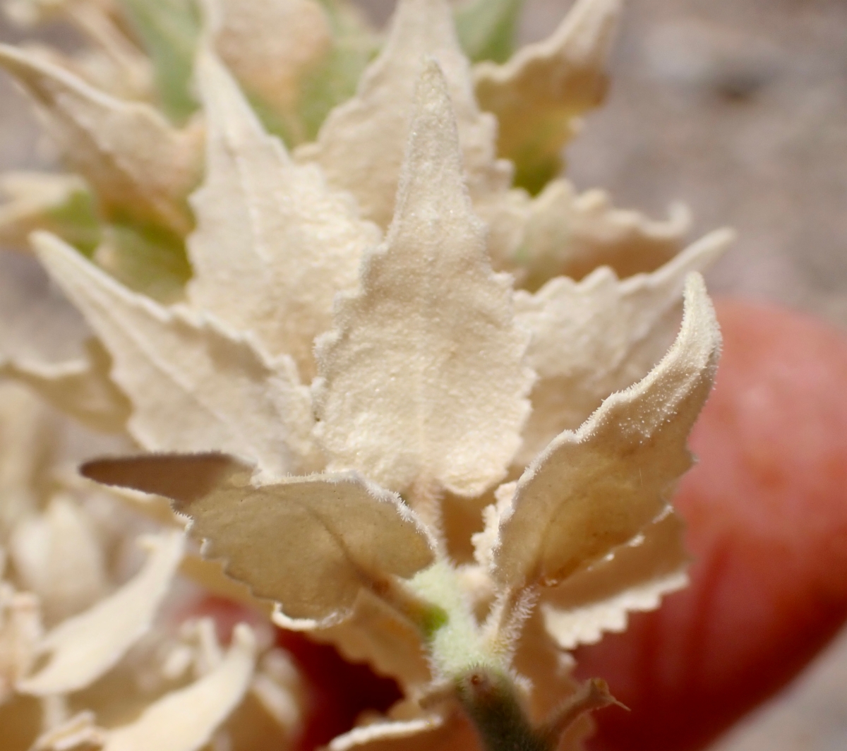 Petalonyx nitidus