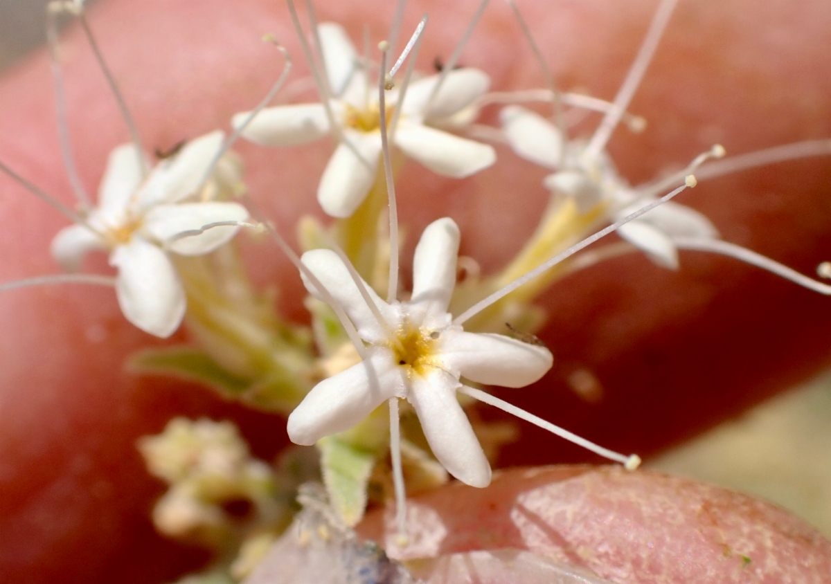 Petalonyx nitidus