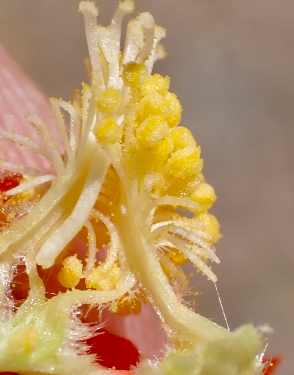 Sphaeralcea ambigua var. rugosa