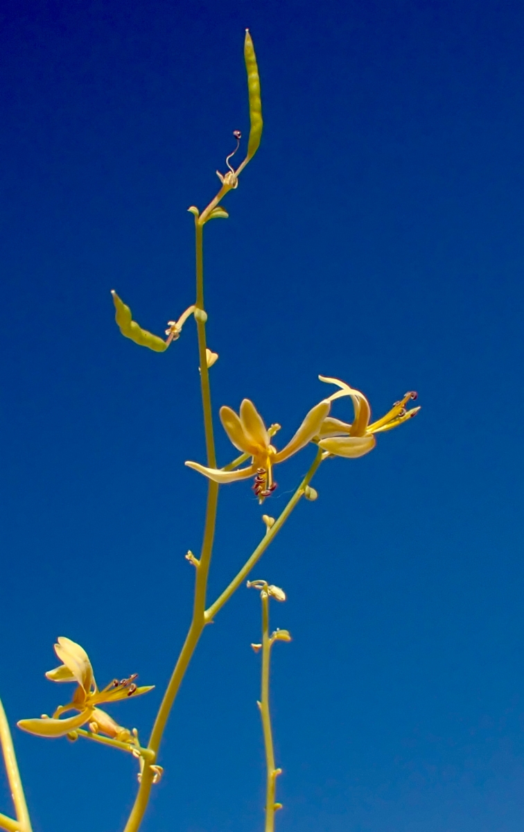 Cleomella sparsifolia