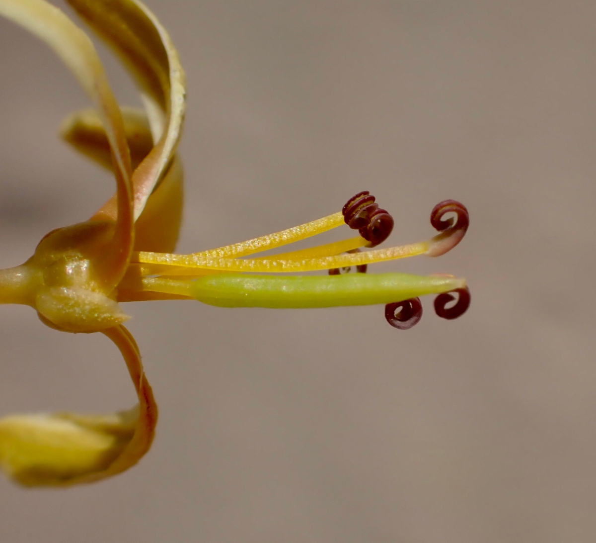 Cleomella sparsifolia