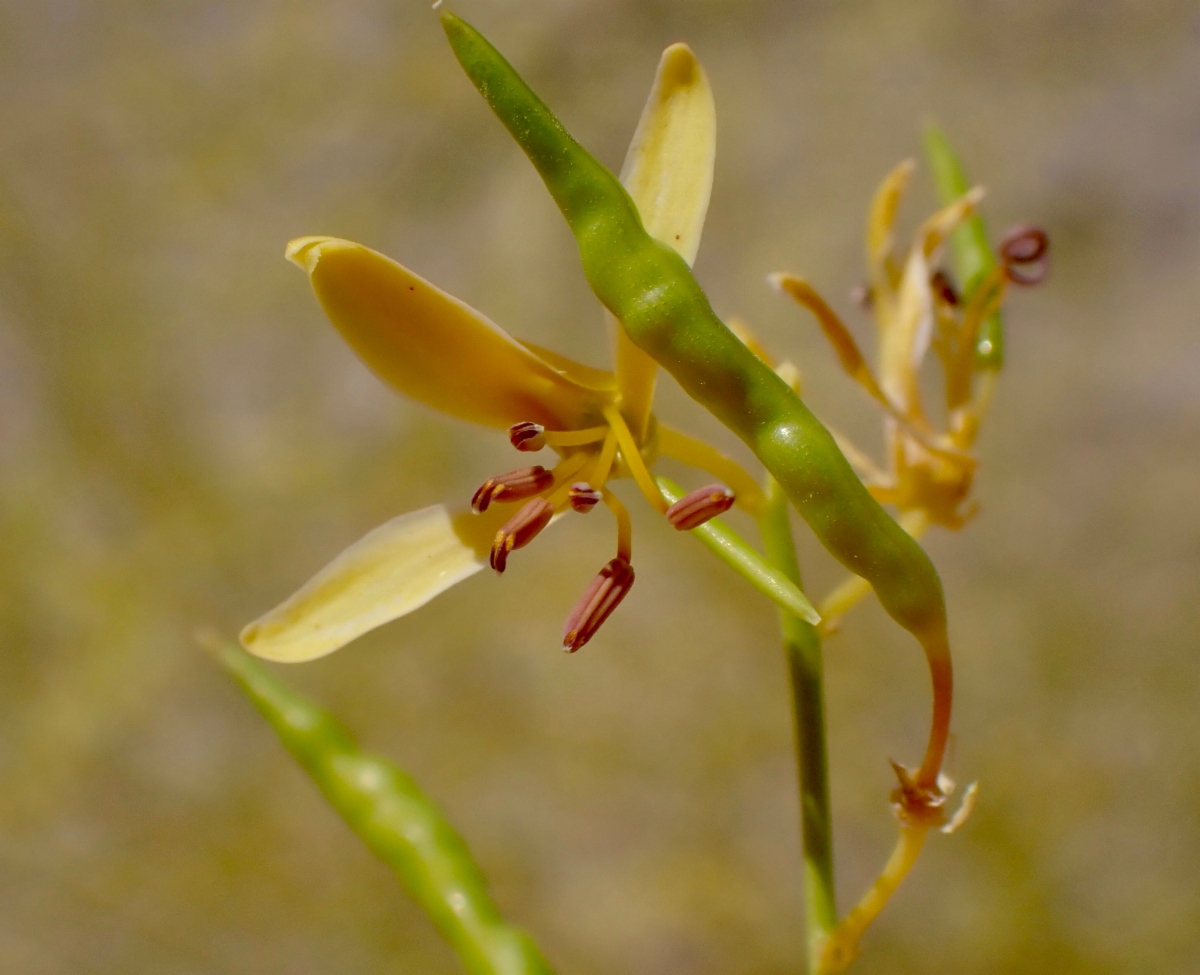 Cleomella sparsifolia