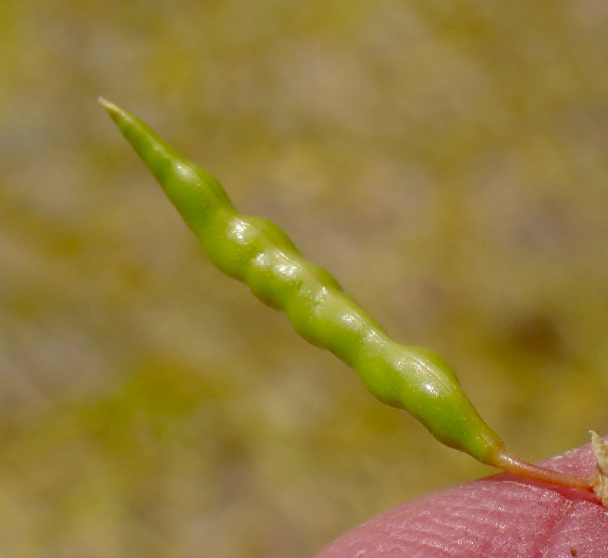 Cleomella sparsifolia