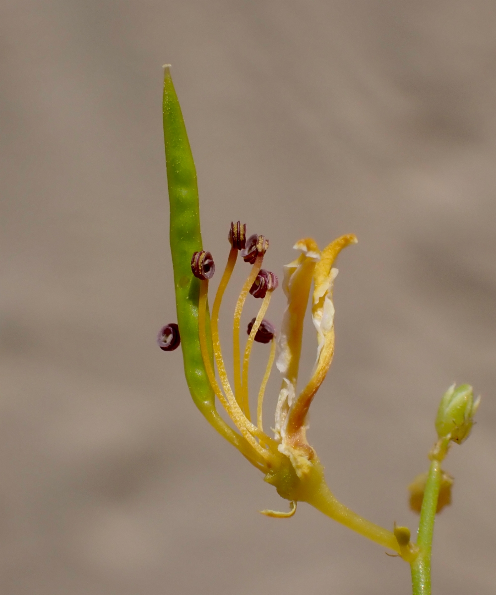 Cleomella sparsifolia