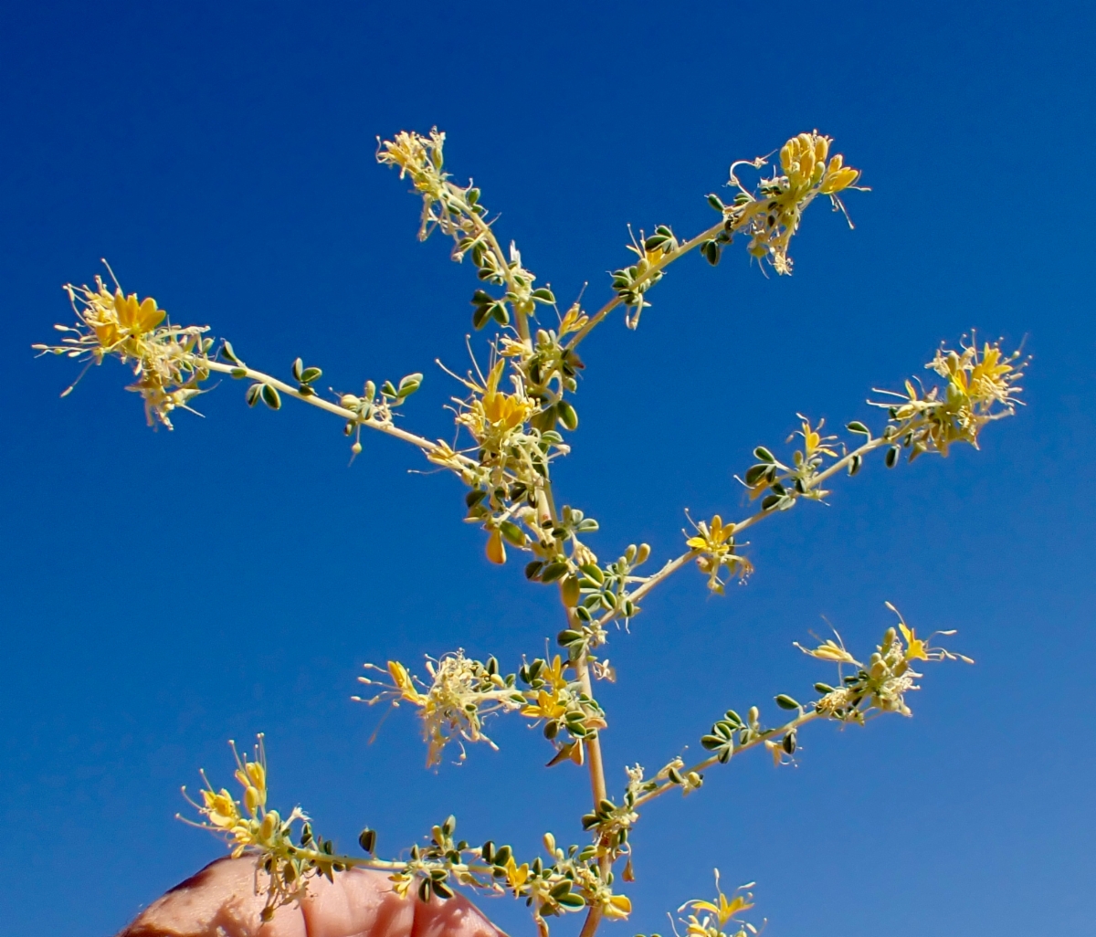 Cleomella obtusifolia