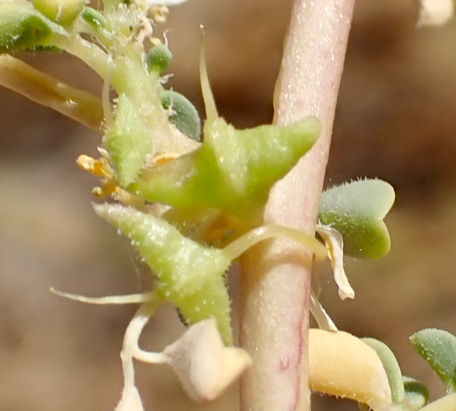 Cleomella obtusifolia