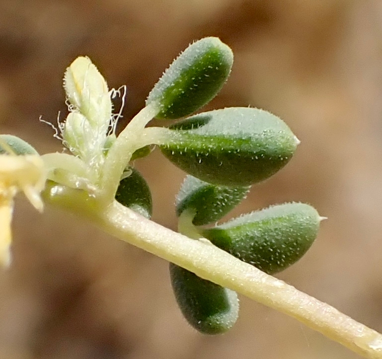 Cleomella obtusifolia