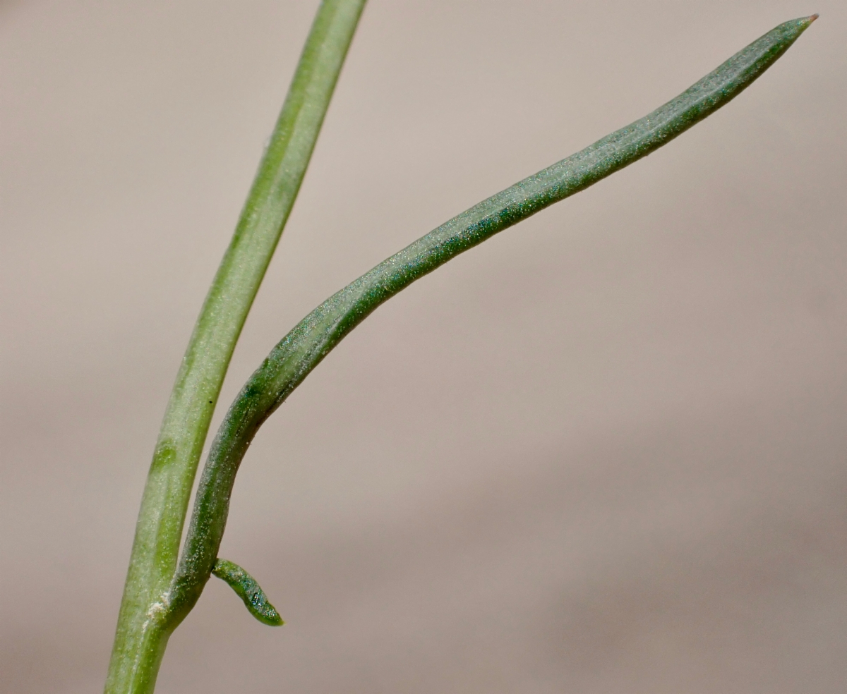 Senecio flaccidus var. monoensis