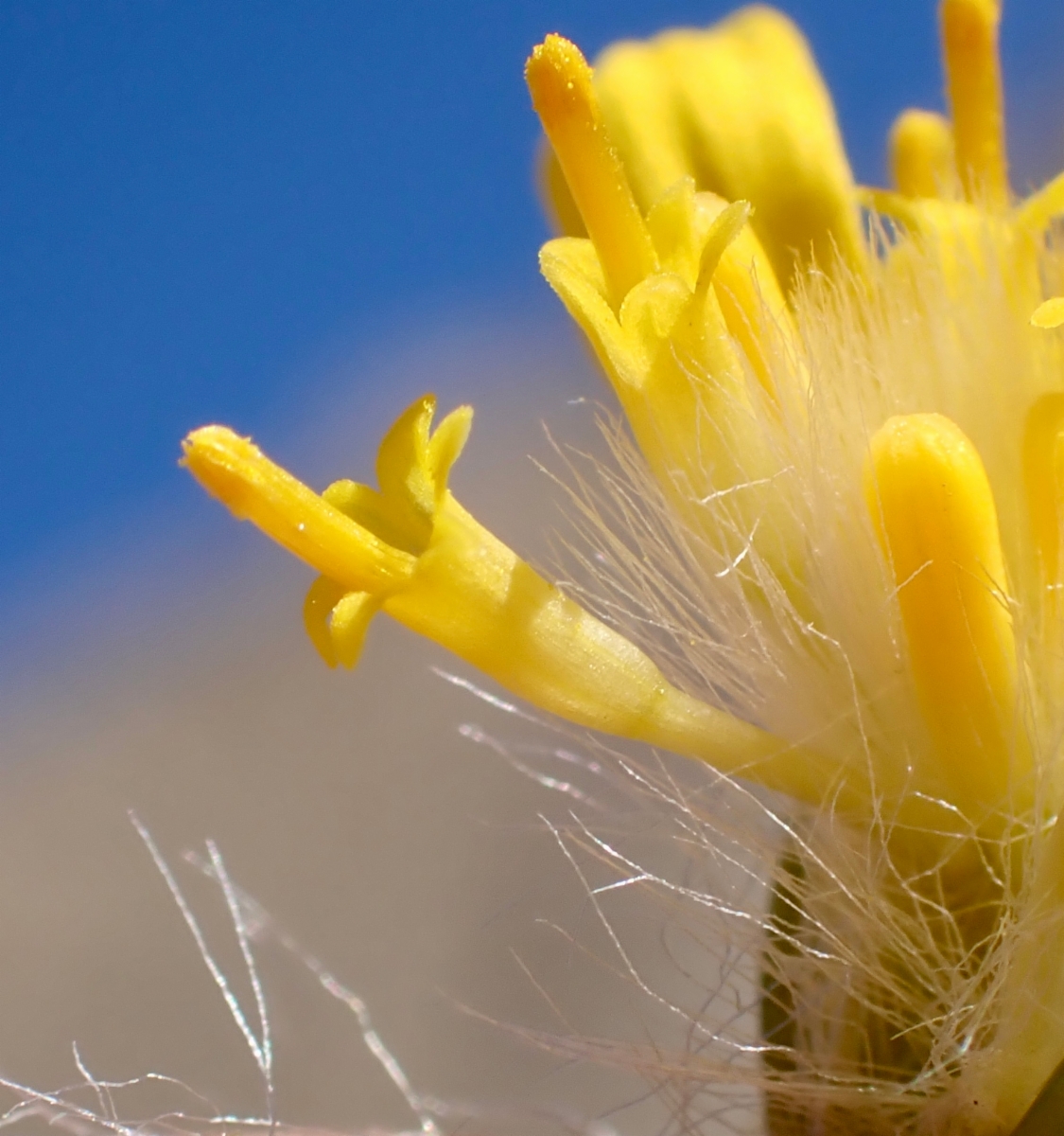 Senecio flaccidus var. monoensis