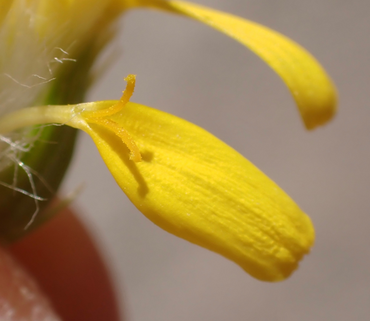 Senecio flaccidus var. monoensis