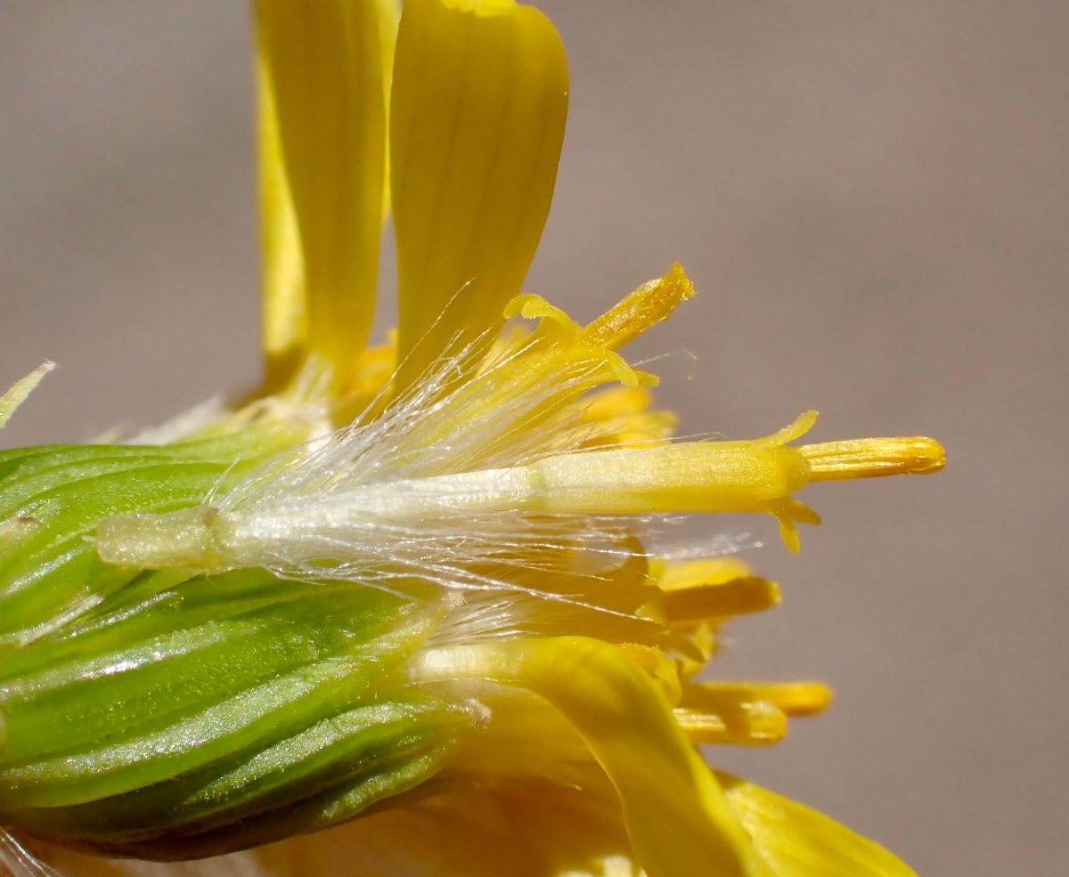 Senecio flaccidus var. monoensis