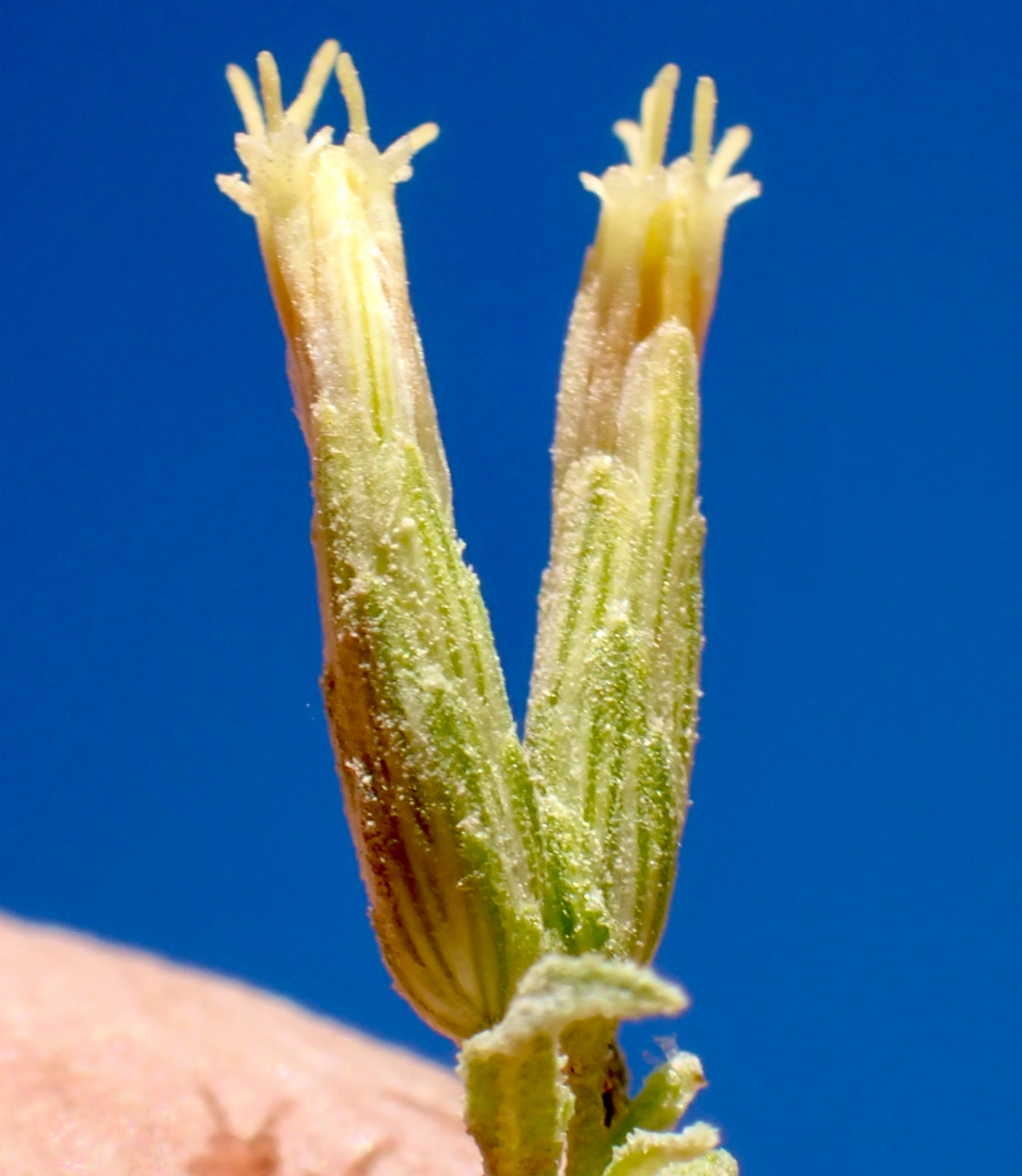 Brickellia longifolia var. multiflora