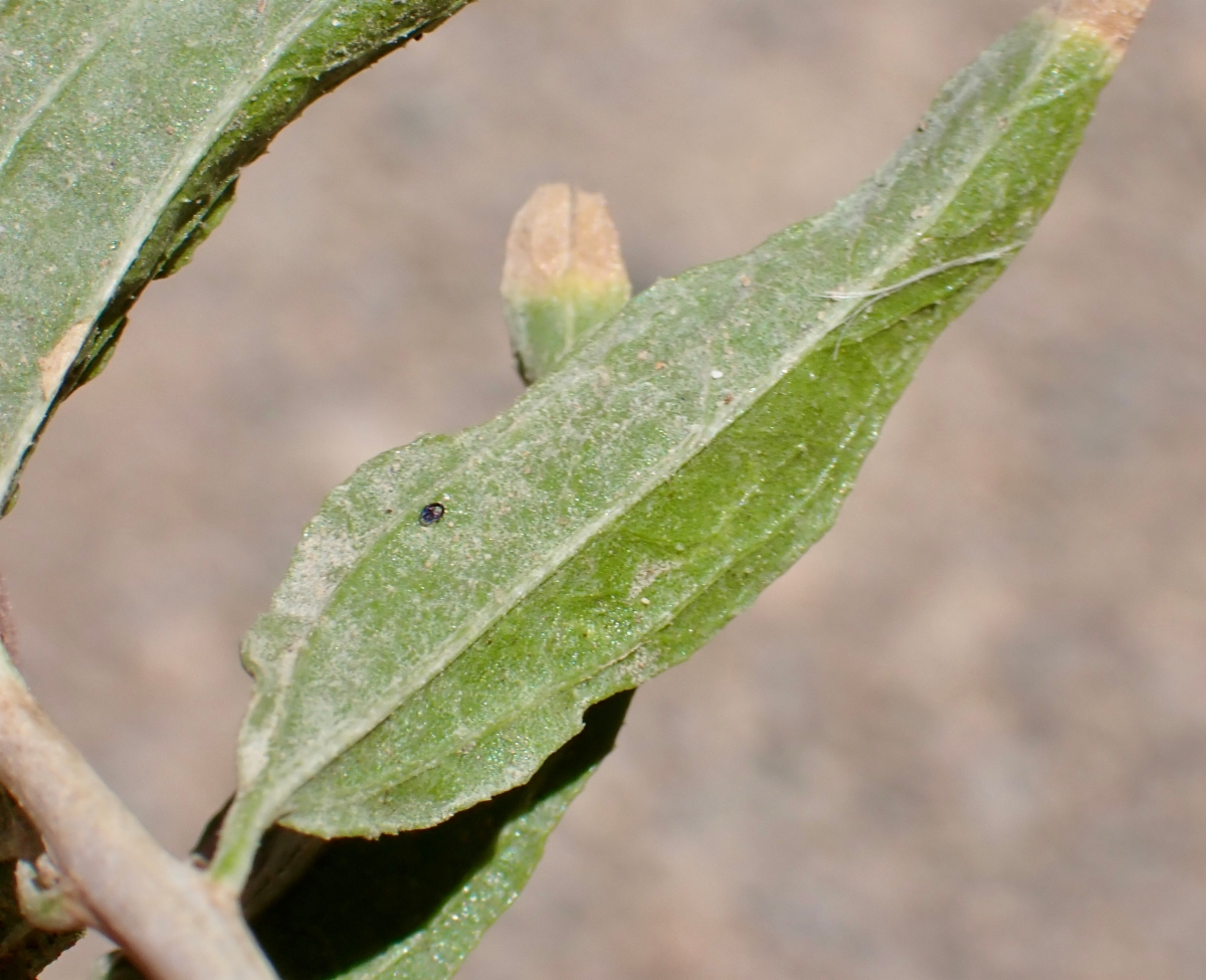 Brickellia longifolia var. multiflora