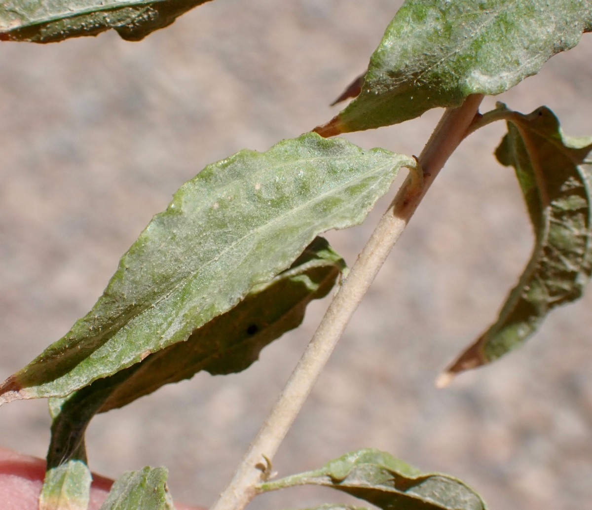 Brickellia longifolia var. multiflora