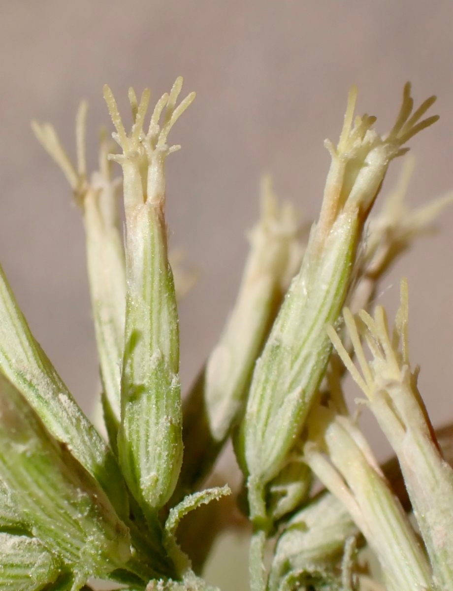 Brickellia longifolia var. multiflora