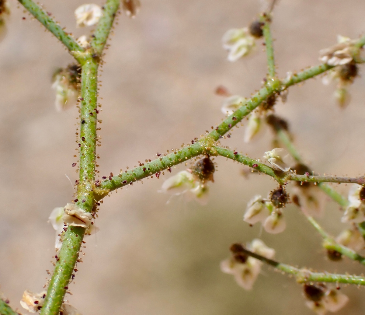 Eriogonum brachypodum